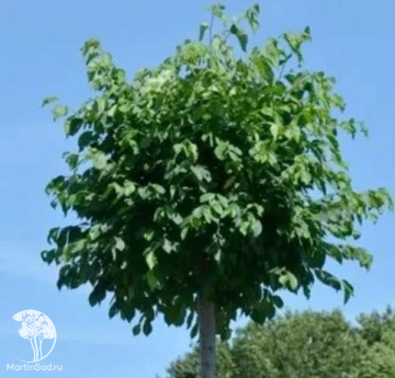 Фото Вяз малый полевой шаровидный Умбракулифера на штамбе