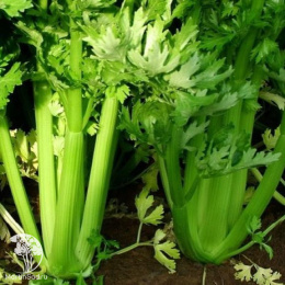 Сельдерей черешковый Малахит