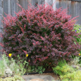 Барбарис Тунберга Атропурпуреа
