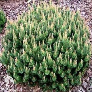 Фото Cосна горная Хейнис Триумф