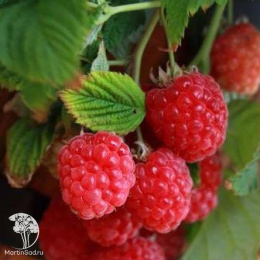 Малина карликовая Руби Бьюти