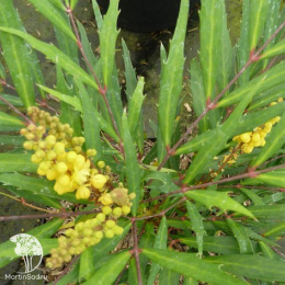 Магония прицветниковая Свит Винтер
