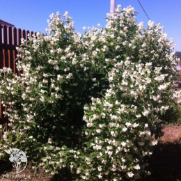 Чубушник Алебастр