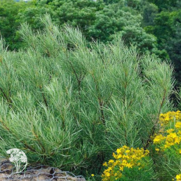 Ива розмаринолистная Тини Перлс