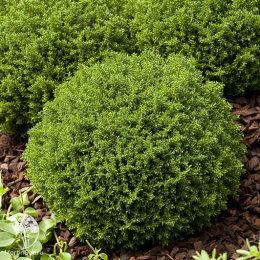 Хебе Грин Глоб