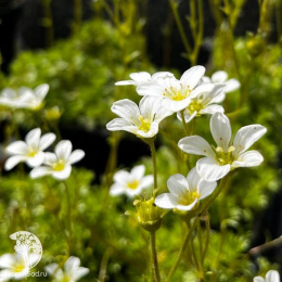 Камнеломка Арендса Альба