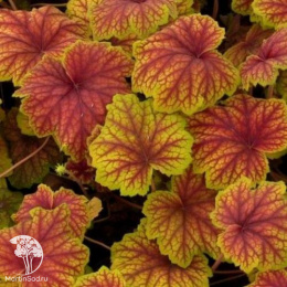 Гейхера Рэд Лайтинг