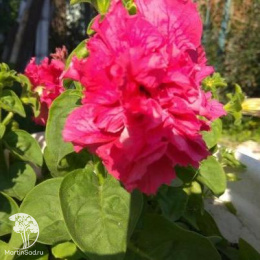 Петуния Лесная нимфа F1 (серия Элитная клумба) махровая