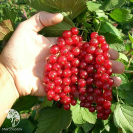 Смородина красная Красная Кузьмина