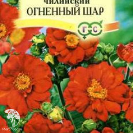 Гравилат Огненный шар чилийский 