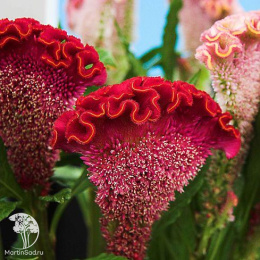 Целозия гребенчатая Тореадор