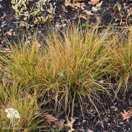 Пеннисетум лисохвостный Литл Хоней