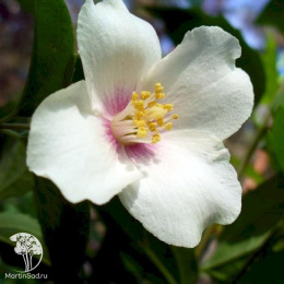 Чубушник гибридный Необычный