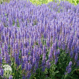 Шалфей дубравный Вайлеткенигин