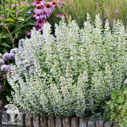 Душевик котовниковый Вайт Клауд