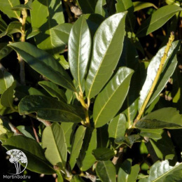 Лавровишня обыкновенная Элли