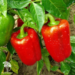 Перец сладкий Арчи F1 ( 2-ной пак.)