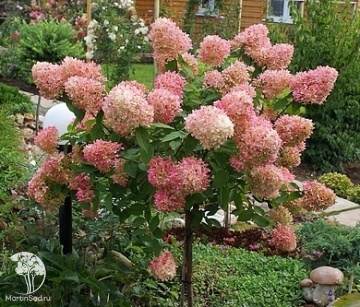 Фото Гортензия метельчатая Фантом на штамбе