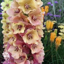 Коровяк (Вербаскум, Медвежье ухо, Цельзия) Карибиан Краш