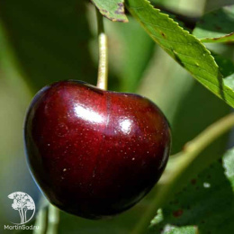 Черешня Регина на штамбе