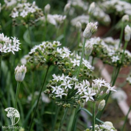 Лук душистый