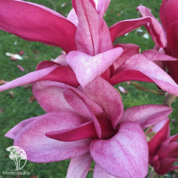 Магнолия Старбёрст