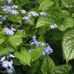 Бруннера крупнолистная