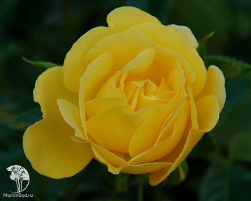 Фото Роза плетистая Дукат