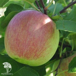 Яблоня обыкновенная Орловское полосатое