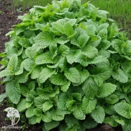 Мелисса лекарственная Кадриль