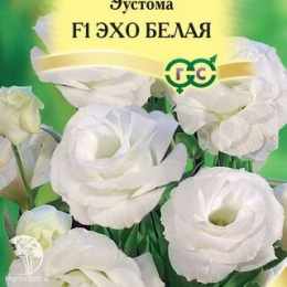 Эустома Эхо белая F1 Саката (серия Эксклюзив)