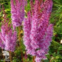 Астильба китайская Суперба