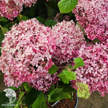 Фото Гортензия древовидная Пинк Аннабель II