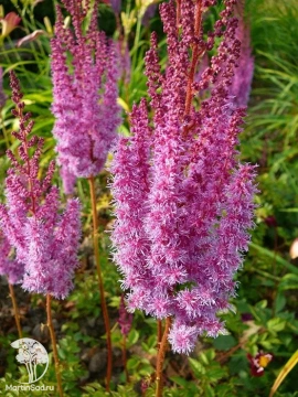 Фото Астильба китайская Суперба