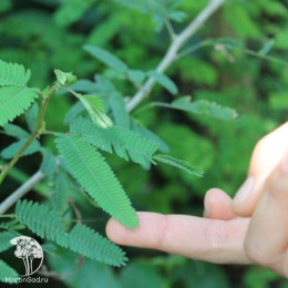 Мимоза Недотрога