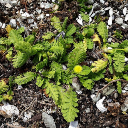 Лептинелла лапчатковая