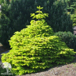 Пихта нордмана Голден Спрэдер в контейнере