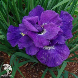 Ирис сибирский Кабум