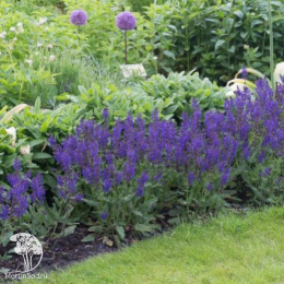 Шалфей дубравный Виола Клозе