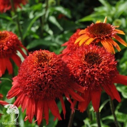 Echinacea purpurea Sweet Chili Эхинацея пурпурная Свит Чили