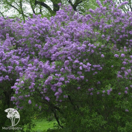 Сирень китайская