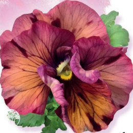 Виола Болеро Пурпурное лето F1, Виттрока (Анютины глазки), серия Фарао