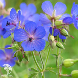 Герань луговая