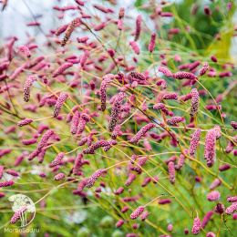 Кровохлебка тонколистная Розеа