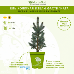 Ель колючая Изели Фастигиата