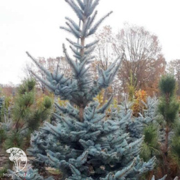 Ель колючая Изели Фокстейл
