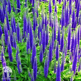 Вероника колосковая Роял Кэндлс