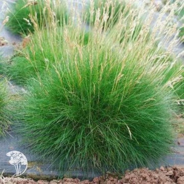 Фото Festuca gautieri Teddy Bear Овсяница Готье Тедди Беар