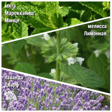 Фото Набор для чая мята Марокканиш Минце + мелиса Лимонная + лаванда Дварф Блю