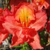 Азалия крупноцветковая Сарина фото 1 